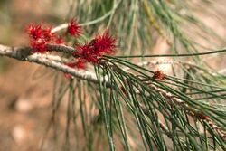 Allocasuarina verticilliata (Drooping she-oak) Female Flowers - Steiglitz, Victoria Australia (4804370714).jpg