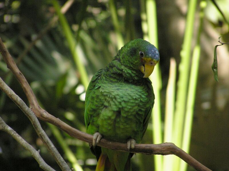 File:Amazona xantholora -Xcaret Eco Park -Mexico-8a.jpg