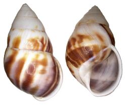 Amphidromus perversus shell.jpg