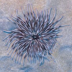 Anémona de mar (Condylactis aurantiaca), Pistol Bay, Pafos, Chipre, 2021-12-12, DD 12.jpg