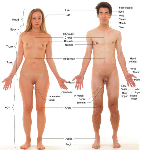 File:Anterior view of human female and male, with labels 2.png