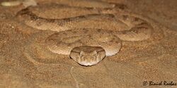 Arabian Horned viper.jpg