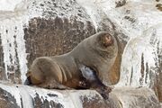 Brown and gray seal
