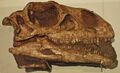 August 1, 2012 - Massospondylus carinatus fossil skull on Display at the Royal Ontario Museum (BP-I-4934).jpg
