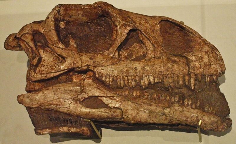 File:August 1, 2012 - Massospondylus carinatus fossil skull on Display at the Royal Ontario Museum (BP-I-4934).jpg