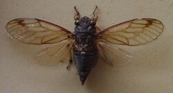 AustralianMuseum cicada specimen 37.JPG