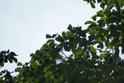 Baccaurea macrocarpa.jpg