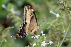 Bahamian swallowtail (Papilio andraemon) underside.jpg