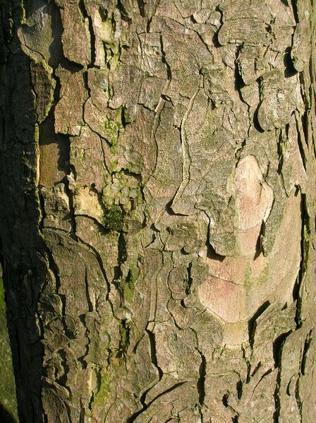 File:Bark of an old Sycamore.JPG