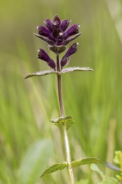 Bartsia alpina LC0333.jpg