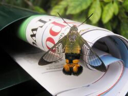 Bee hawk moth newspaper.jpg