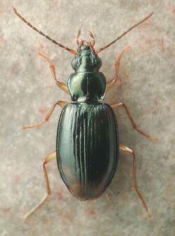 Bembidion iridescens.jpg