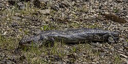 Blotched blue-tongued lizard (Tiliqua nigrolutea) Ben Lomond.jpg