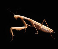 Brown adult female Mantis religiosa