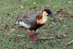 Buff-necked ibis (Theristicus caudatus).JPG