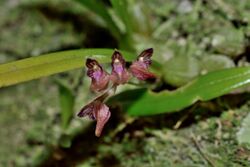 Bulbophyllum japonicum 日本捲瓣蘭(瘤唇捲瓣蘭) (27762103951).jpg