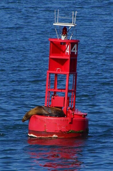 File:Buoy seal.jpg