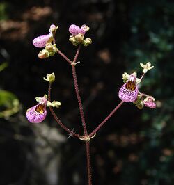 Calceolaria cana (8424460383).jpg