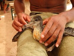 Cape Verde Shearwater imported from iNaturalist photo 9221156 on 21 April 2022.jpg