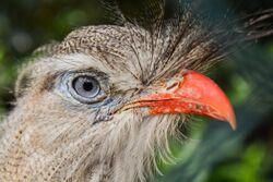 Cariama cristata (Rotfußseriema - Red-legged Seriema) - Weltvogelpark Walsrode 2013-02.jpg