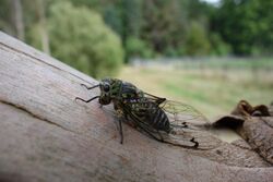 Chorus cicada.jpg
