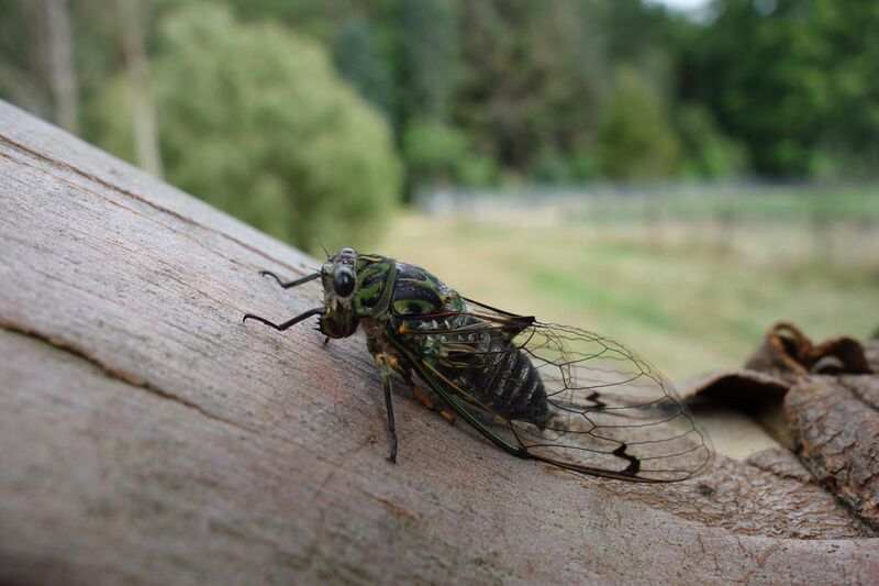 File:Chorus cicada.jpg