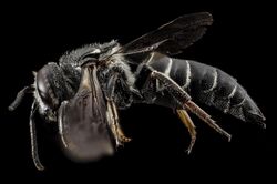 Coelioxys dolichos, f, side, md, kent county 2014-07-21-11.44.33 ZS PMax.jpg