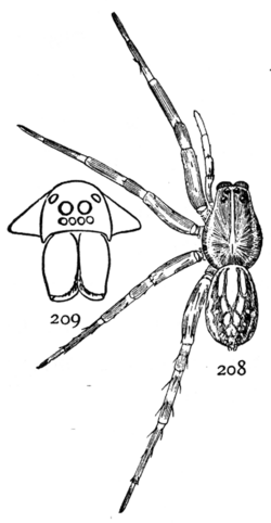 Common Spiders U.S. 208-9.png