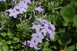 Creeping Phlox Phlox stolonifera Flowers 3008px.jpg