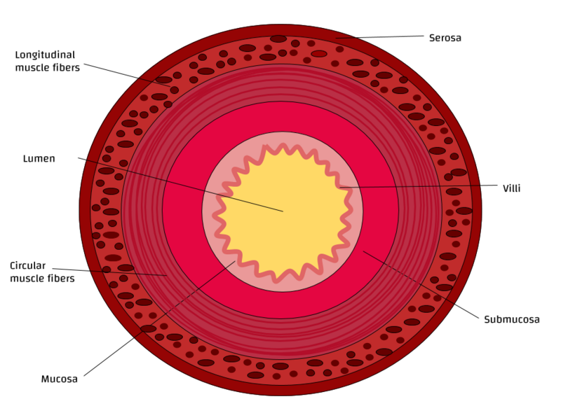 File:Cross Section of a Small Intestine.png