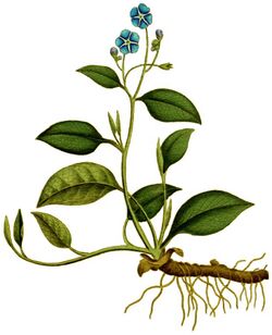 Cynoglossum omphalodes 1797.jpg