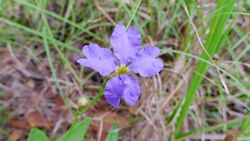 Dampiera stricta flower (16035535741).jpg