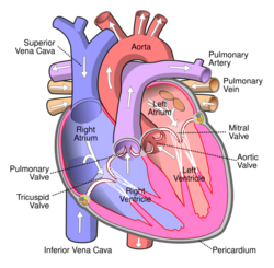 Diagram of the human heart (cropped).svg