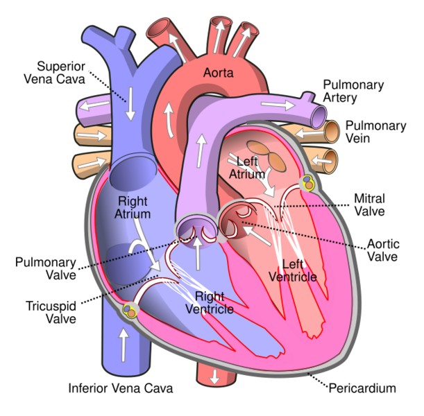 File:Diagram of the human heart (cropped).svg