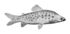 Distichodus maculatus.jpg