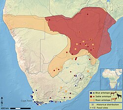 Distribution of blue, sable, and roan antelope in southern Africa.jpeg