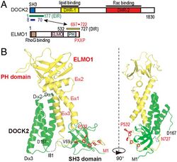 ELMO1 (CED-12) and DOCK2 (CED-5) ternary complex in apoptosis.jpg