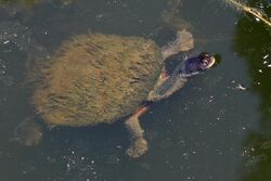 Eastern Long-neck-Turtle-with-algae,-Vic,-3.1.2008.jpg