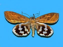 Erebidae - Eudocima procus.JPG