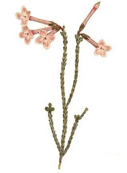 Erica jasminiflora - Curtis.jpg