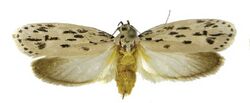 Ethmia sandra.jpg