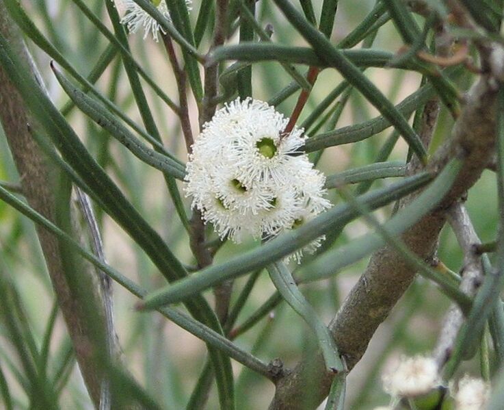 File:Eucalyptus angustissima.jpg