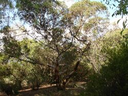 Eucalyptus conferruminata.jpg