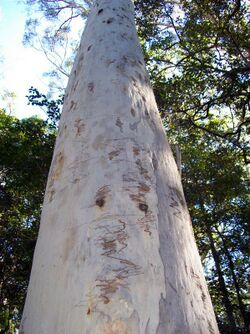 Eucalyptus signata Coffs.jpg