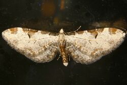 Eupithecia nevadata.jpg