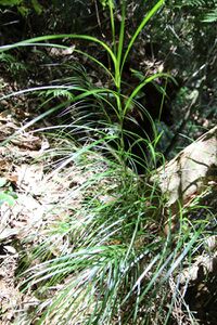 Exocarya sclerioides Woolgoolga Creek.jpg