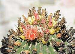 Ferocactus townsendianus 322797185.jpg