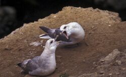 Photo of a pair of northern fulmar on a rock