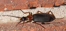 Galerita bicolor - inat 140021140.jpg