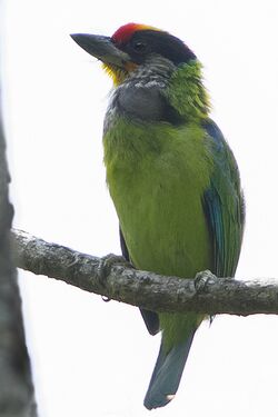 Golden-throated Barbet Sikkim India 10.05.2014.jpg